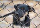 Borgo Celano, allarme abbandono cani: «Aiutateci, situazione insostenibile»
