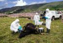 San Marco in Lamis, accertato focolaio di carbonchio ematico: ASL attiva tutte le misure sanitarie San Marco in Lamis, accertato focolaio di carbonchio ematico: ASL attiva tutte le misure sanitarie