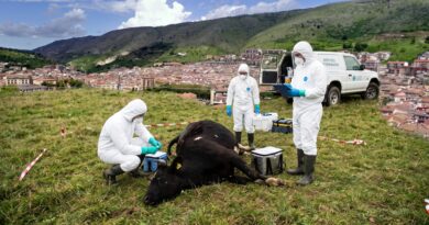San Marco in Lamis, accertato focolaio di carbonchio ematico: ASL attiva tutte le misure sanitarie